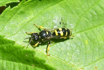 Kleine zeefwesp