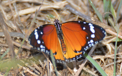 Kleine monarchvlinder - Danaus chrysippus - Amposta - Spanje