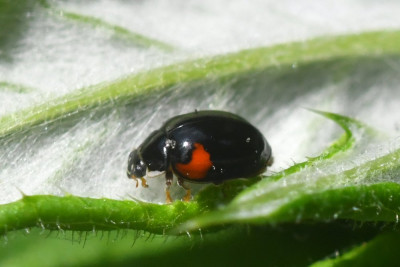 Adalia decempunctata f.bimaculata