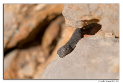 Muurgekko 250312-105 kopie.jpg