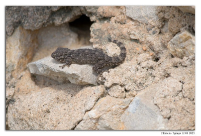Muurgekko 250312-140 kopie.jpg