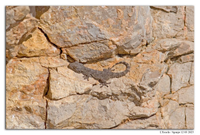 Muurgekko 250312-129 kopie.jpg