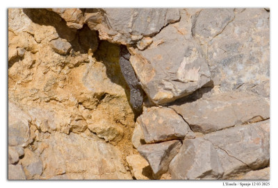 Muurgekko 250312-127 kopie.jpg