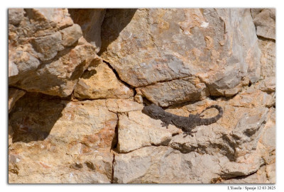 Muurgekko 250312-126 kopie.jpg