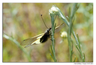 Vlinderhaft 250414-088 kopie.jpg