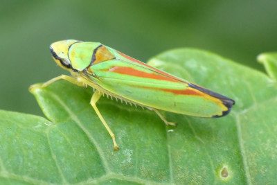 Rododendroncicade