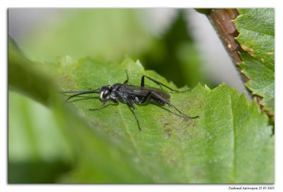 Koolzwarte Metselspinnendoder 250525-064 kopie.jpg