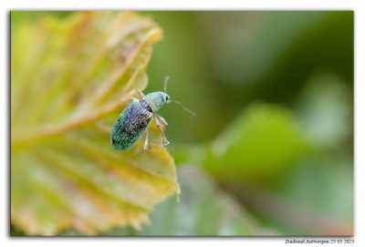 Groene struiksnuitkever 250525-012 kopie.jpg