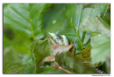 tuin 250525-044 kopie.jpg