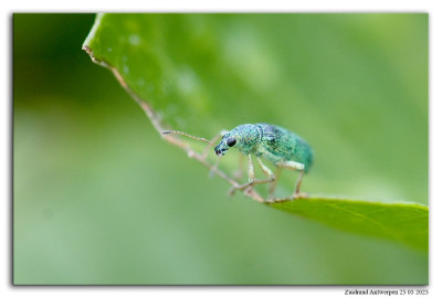 Groene struiksnuitkever 250525-017 kopie.jpg