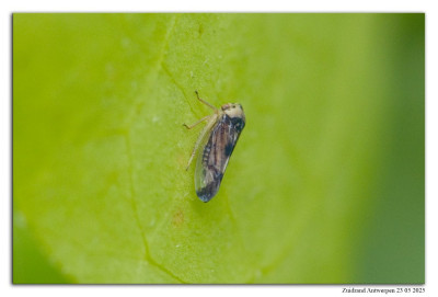 Pediopsoides sharmai 250523-005 kopie.jpg