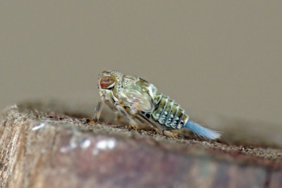 Issus coleoptratus (larve/nimf)