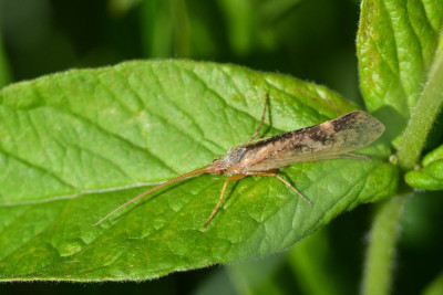 Marmerschietmot