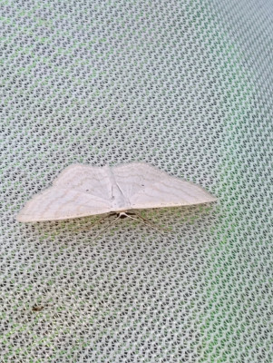 IMG20250525212027.jpg