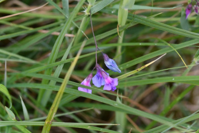 Moeraslathyrus