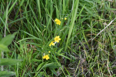 Egelboterbloem