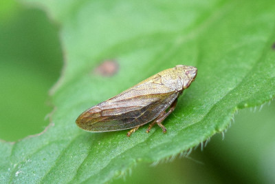 2019.08.03-11.41-Weeninksbrug-Aphrophora salicina.05-1k.jpg