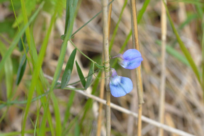 Moeraslathyrus