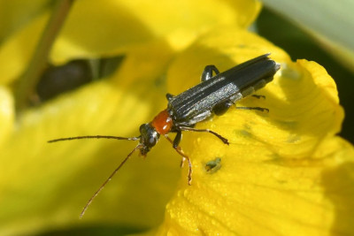 Oedemera croceicollis