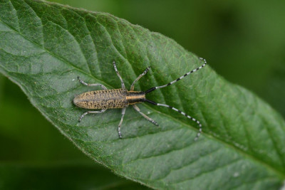 Gewone distelboktor