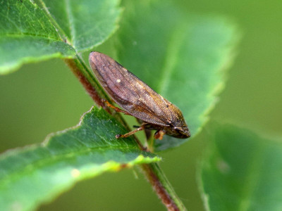 Aphrophora major