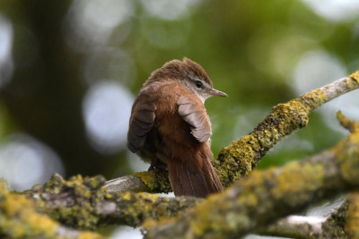 Cetti's zanger