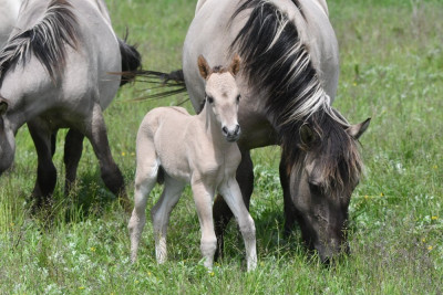 Konik