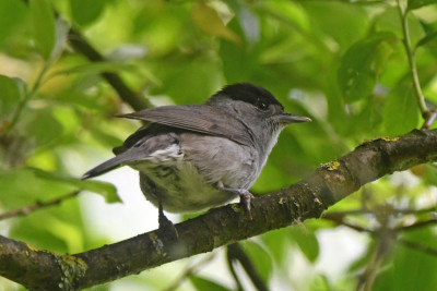 Zwartkop ♂