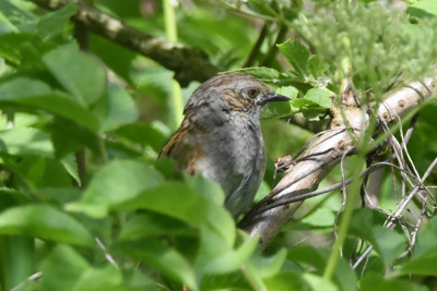Heggenmus