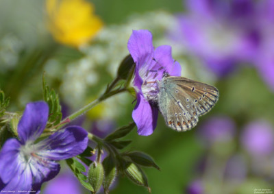 Zwart blauwtje - Eumedonia eumedon.02.jpg