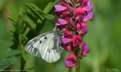 Zwarte apollovlinder - Parnassius mnemosyne 01 2025.jpg