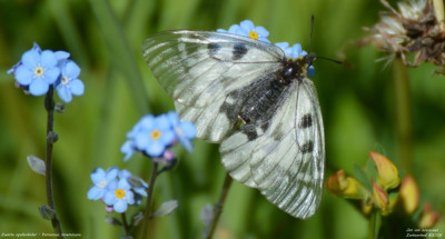Zwarte apollovlinder - Parnassius mnemosyne 02 2025.jpg
