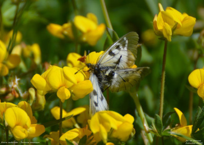 Zwarte apollovlinder - Parnassius mnemosyne 03 2025.jpg