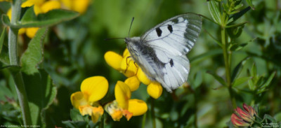 Zwarte apollovlinder - Parnassius mnemosyne 04 2025.jpg