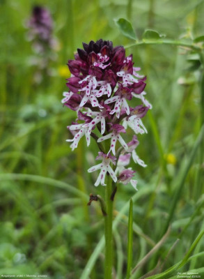 Aangebrande orchis 01.jpg