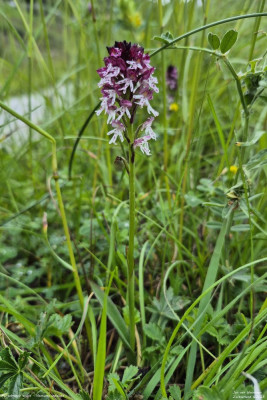 Aangebrande orchis 02.jpg