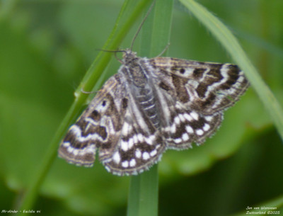 Mi-vlinder - Euclidia mi.jpg