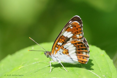 IJsvogel-5431.JPG