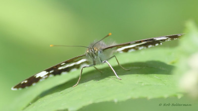 IJsvogel-5435.JPG