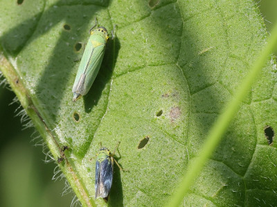 GroeneRietcicade-5405.JPG