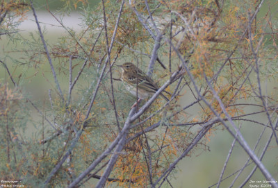 Boompieper - Anthus trivialis - Amposta - Spanje