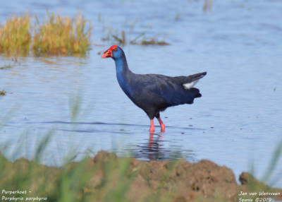 Purperkoet - Porphyrio porphyrio - Amposta - Spanje