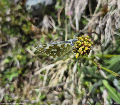 Bergmarmerwitje 2025 03.jpg