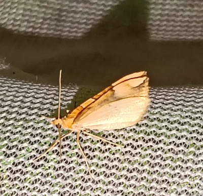 IMG_20250607_005112.jpg