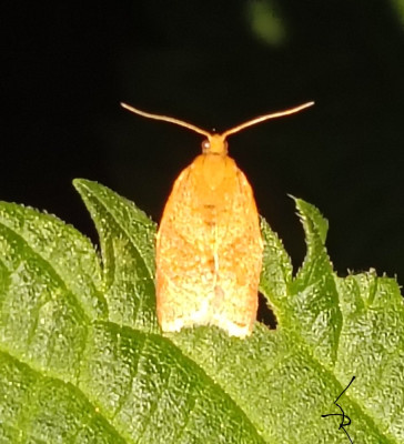 IMG_20250608_002317.jpg