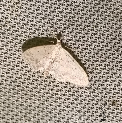 IMG_20250608_003602.jpg