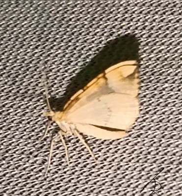 IMG_20250608_001406.jpg