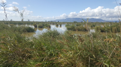 Ebro delta - Spanje