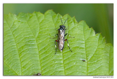 Macrophya punctumalbum 250530-129 kopie.jpg