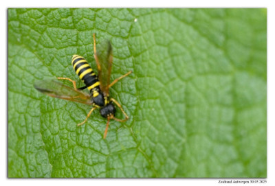 Helmkruidbladwesp 250530-150 kopie.jpg